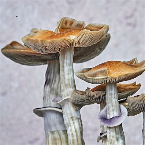 Navigating the Legalities of Magic Mushroom Tourism in Los Angeles